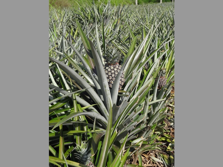 Ananasplantage - Thailand
